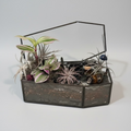 Spooky Forest Coffin Terrerium