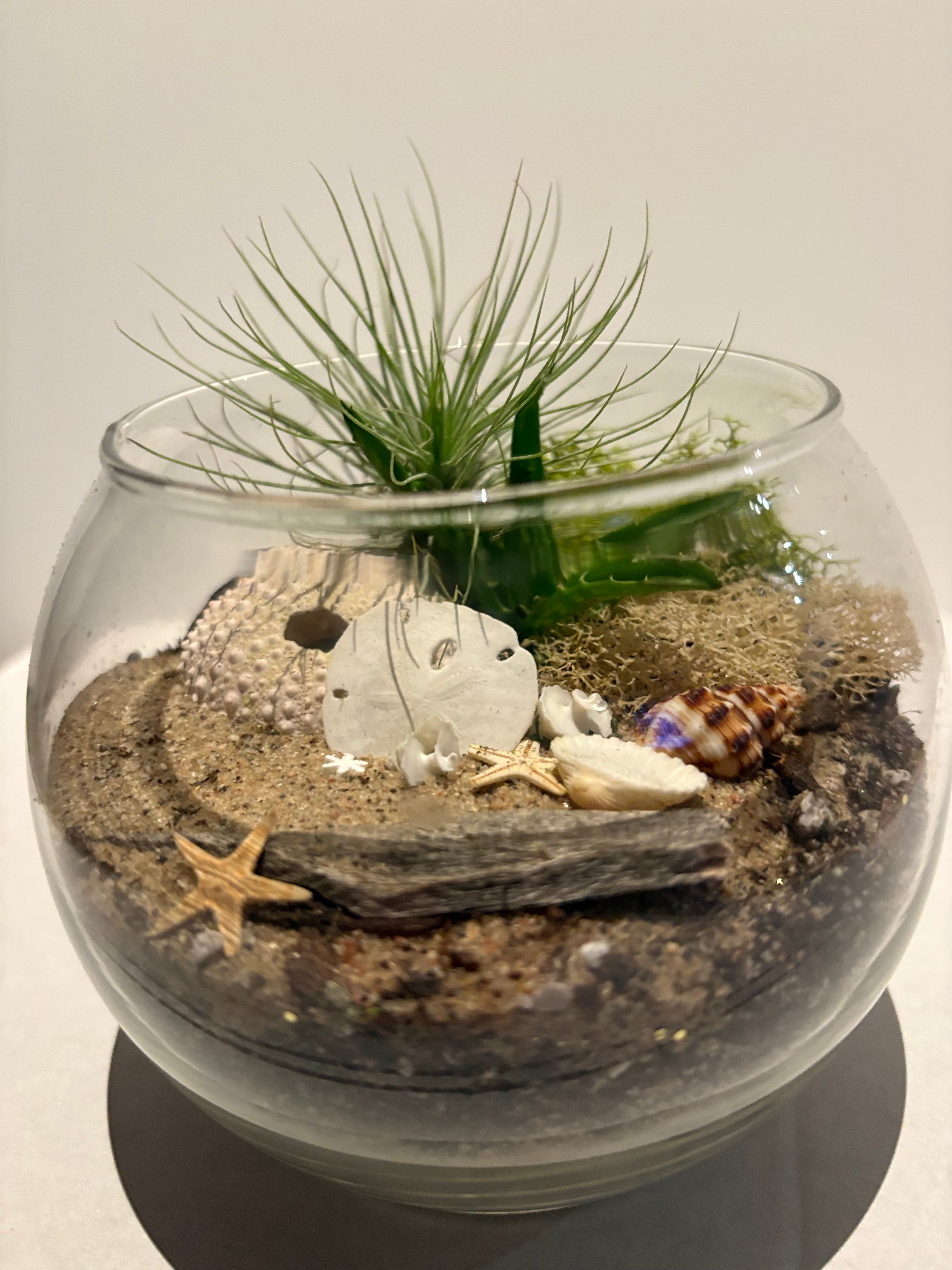 Mini Seaside Serenity Terrerium