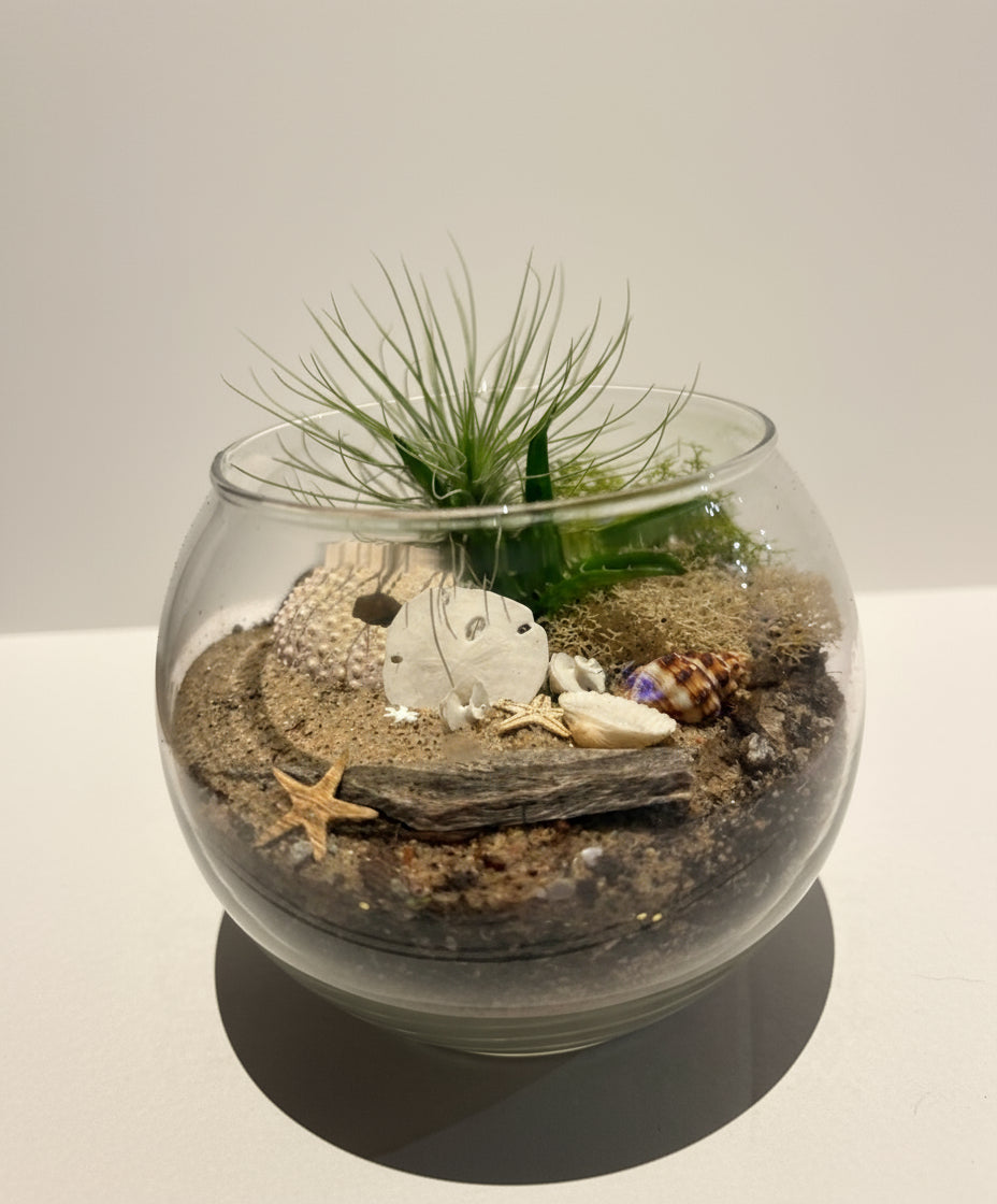 Mini Seaside Serenity Terrerium
