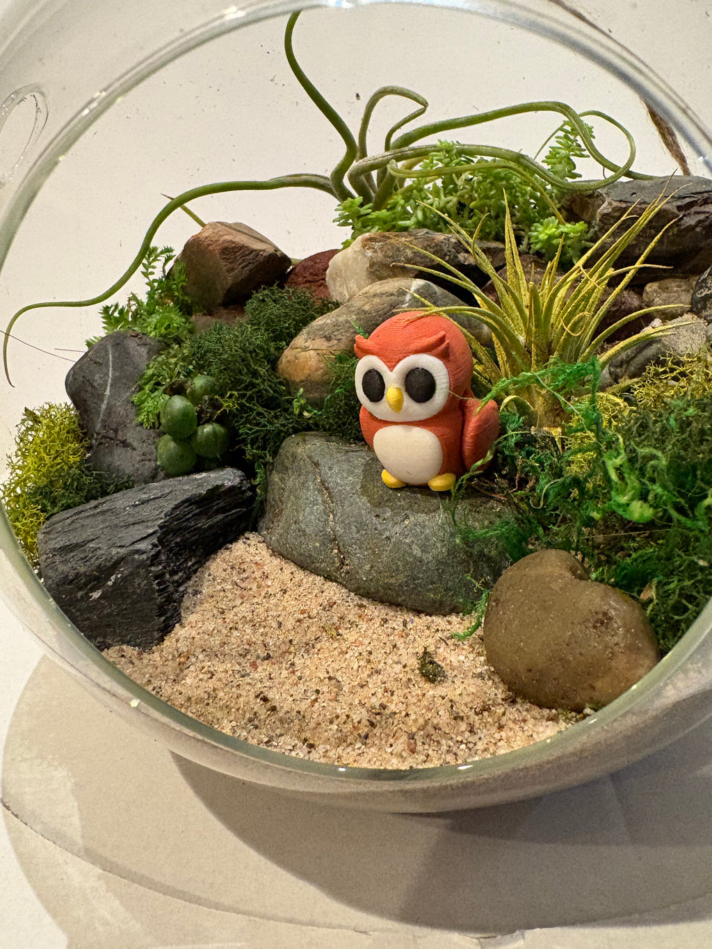 Little Owl Haven Terrarium