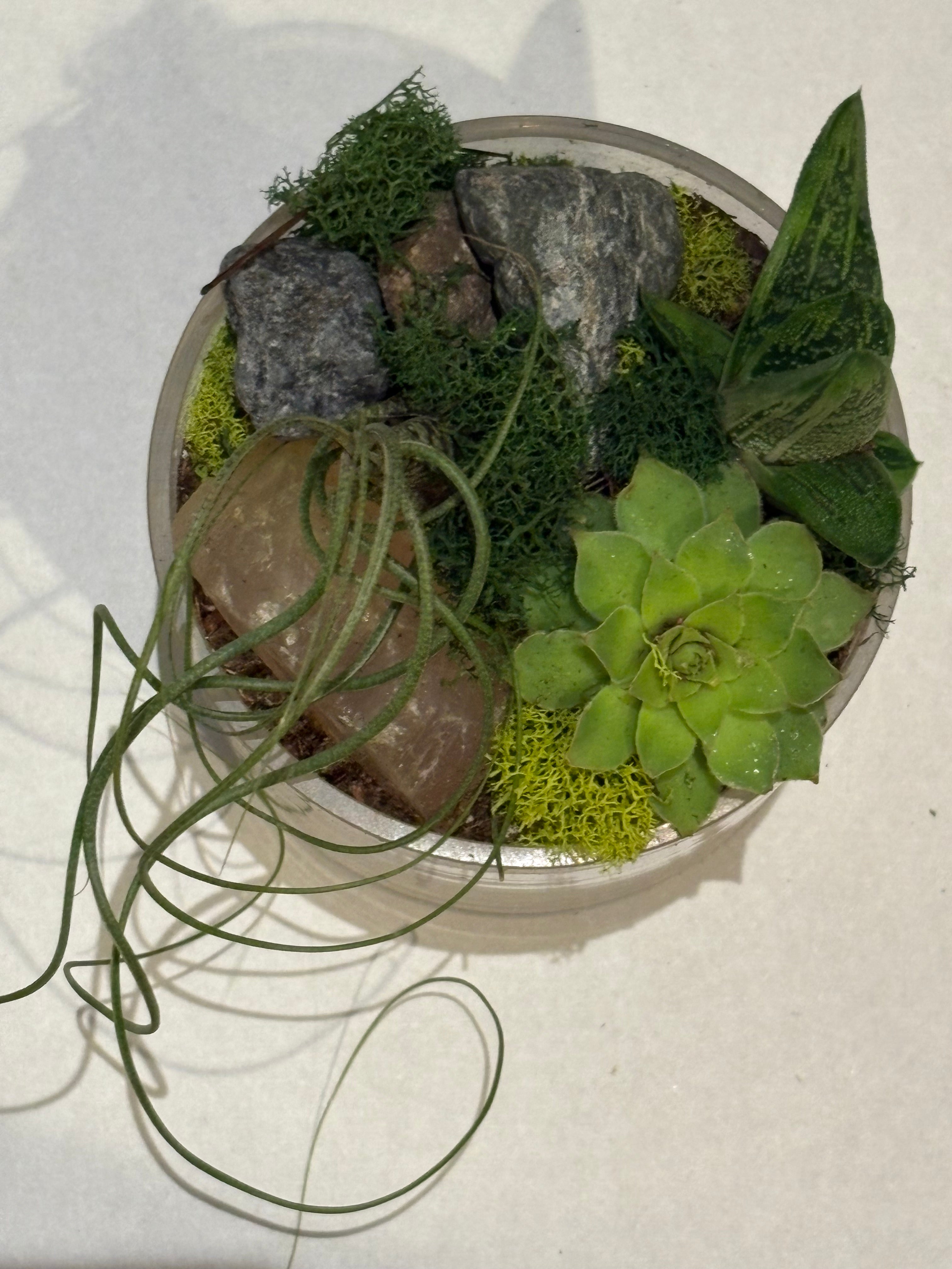 The Green Current Terrarium