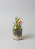 Candy Cane Grove Holiday Air Plant