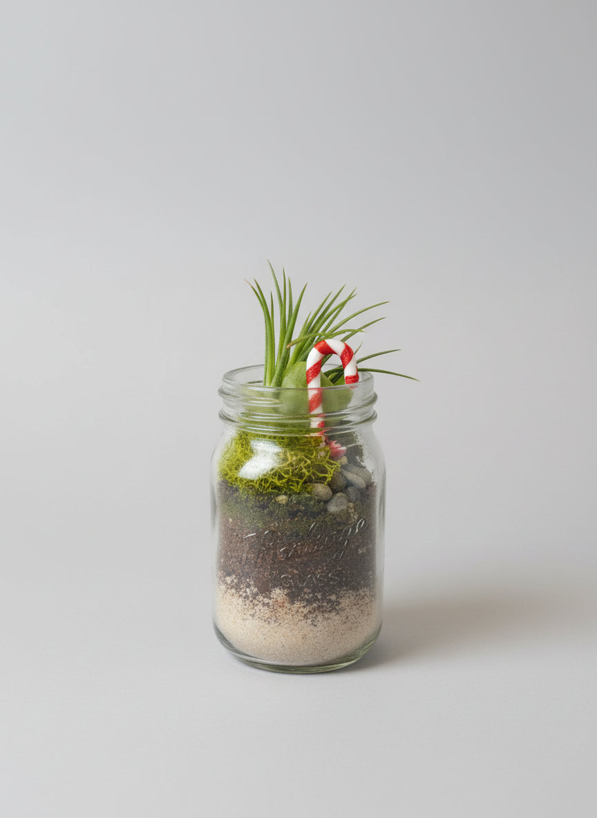Candy Cane Grove Holiday Air Plant