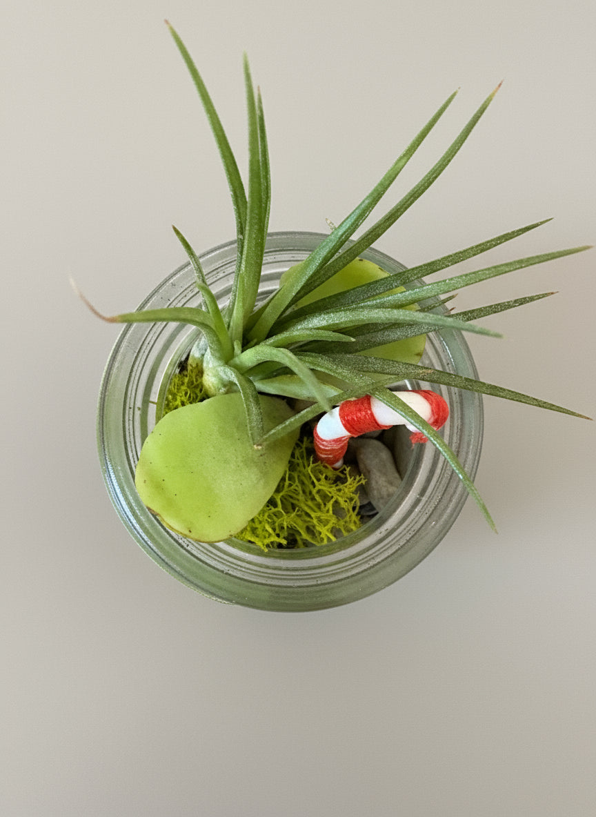 Candy Cane Grove Holiday Air Plant