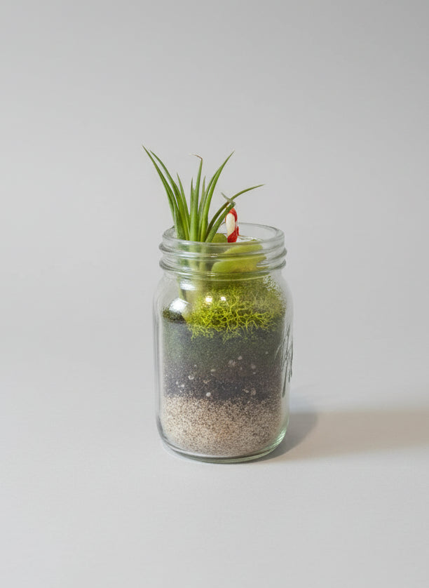 Candy Cane Grove Holiday Air Plant