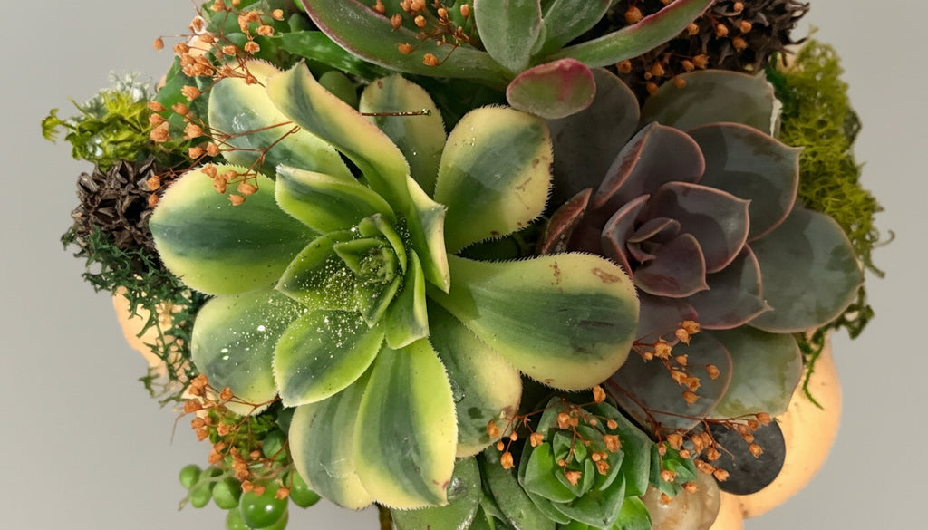 Enchanted Pumpkin Patch Garden